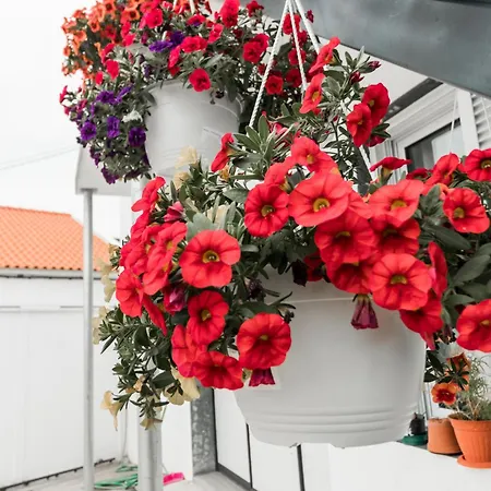 Aurora Do Sousa Holiday home Ponta Delgada (Sao Miguel)